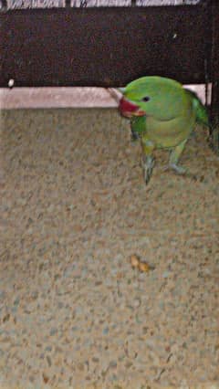 raw parrot male