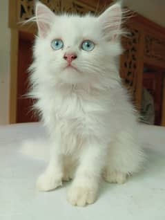 Persian