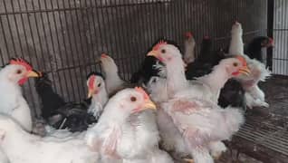 bantam males available exchange possible