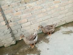 duck pair
