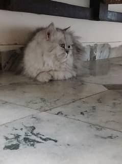 cat for sale