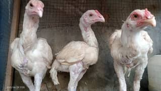 heera aseel hens