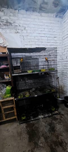 parrots And cage For sale