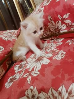 Persian