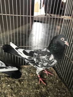 Rangeen Pair IB Shah Ring For sale