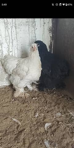 pure blue & black heavy  buff for sell