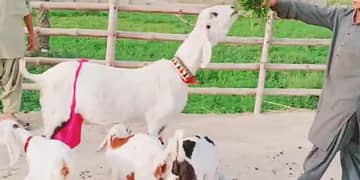 3 bacchon wale bakrid for sale call
