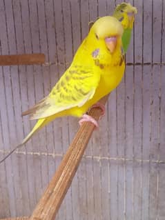 Budgies Fellow Undersize