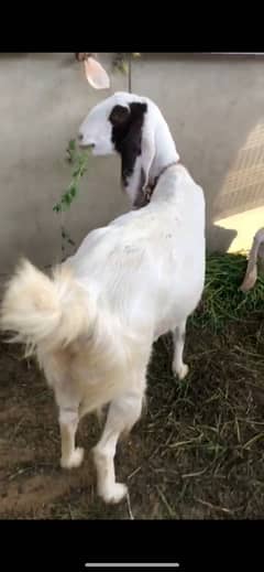 Rajanpuri