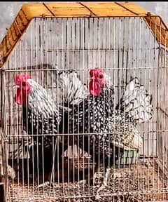 Silver sebright ka 2 male breeder murga ha