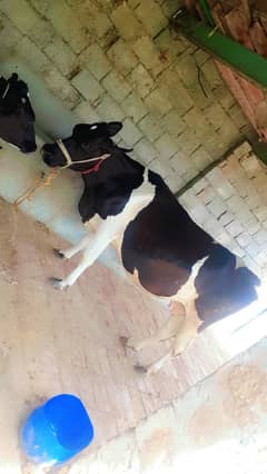 cow 20 din sony ko