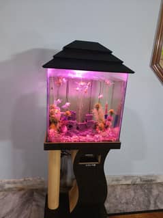 fish Aquarium for sale
