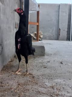 balck o shamo two females