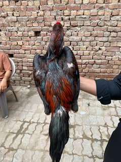 Aseel murga