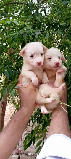 Russian puppies for sale
