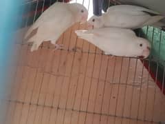 Albino red eyes pair 1 extra female