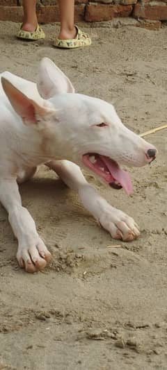 Gultair