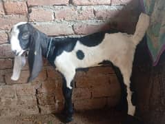 female age 1 month 15 din faisalabad call 03018849331