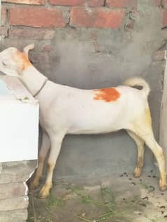 Teddy Bakra bacha
