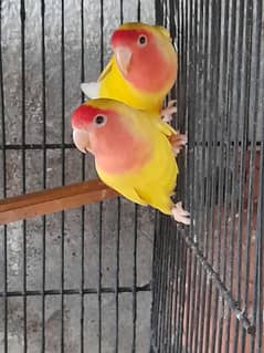 lotino love birds pair for sale.