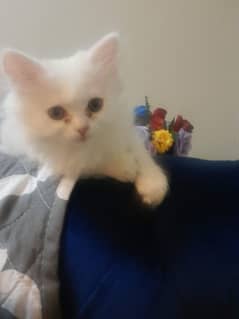Persian
