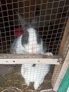 rabbit couple for sale