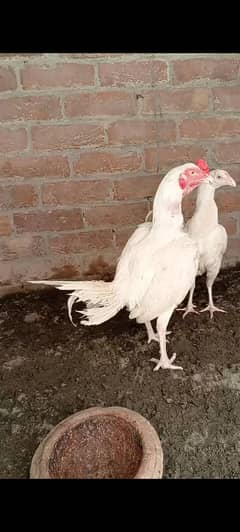 zero size heera aseel patha/hira murga/hera aseel