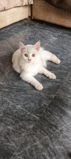 three months Persian cat for sale
