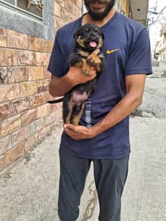 rottweiler male puppy