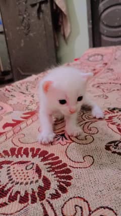 babay 20 days ka han lena ho to rabta kro