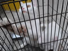 Pair of cats