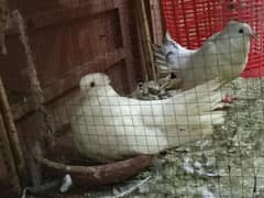 7 dove 2 pair
