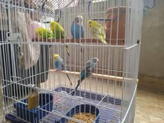 3 pairs of Australian parrots fully active+ steel cage