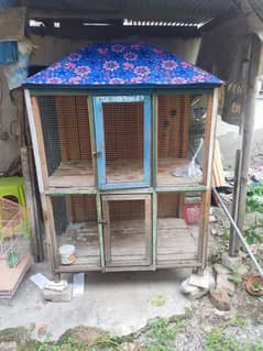 Big parrot and hens cage