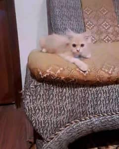 kittens fore sale