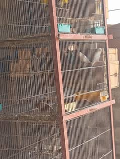 cage for love birds