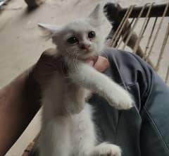 Cats