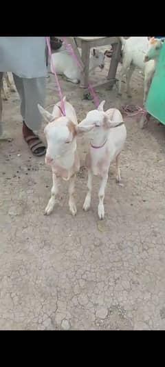 Tedda bakre 2