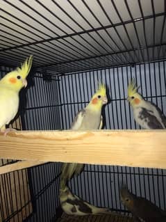 Parrots for sale