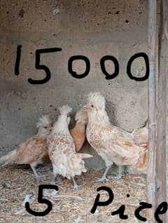 polish hen