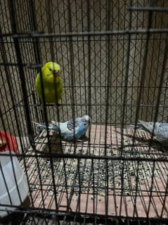 Australian Parrots