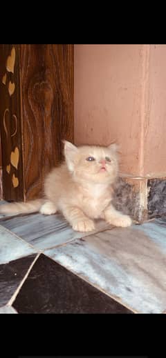 Persian Kittens Tripple coated