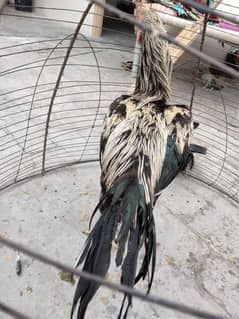 100 pure parrot beak aseel 6 mounths age .