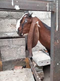 Nagra Desi cross Bakra for sale