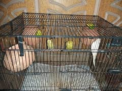 Australian birds  0309 9700195