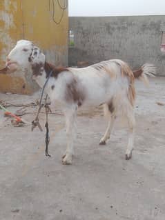 gotes