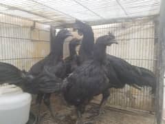ayam cemani