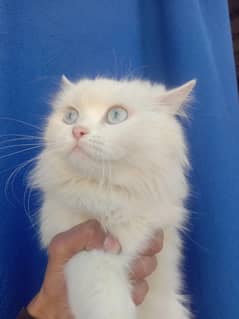 PERSIAN CAT TRIPLE COAT. . .