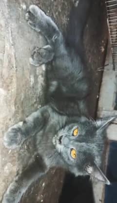 PERSIAN GREY FEMALE KITTEN