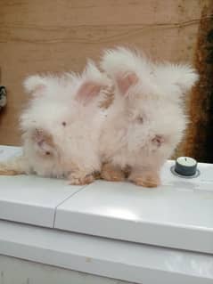 English angora rabbit available location islambad cargo all